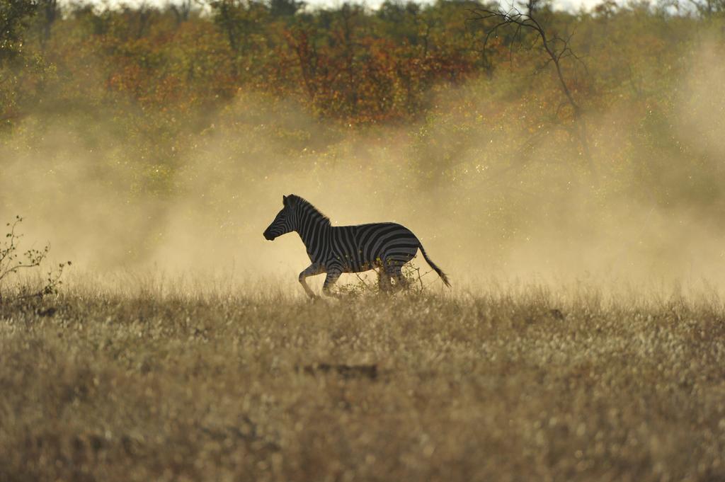 Готель Mtomeni Safari Camp Пгалаборва Екстер'єр фото
