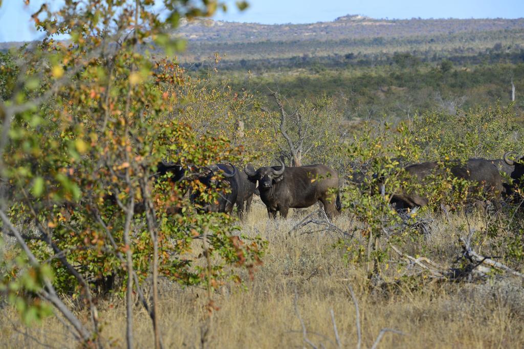 Готель Mtomeni Safari Camp Пгалаборва Екстер'єр фото